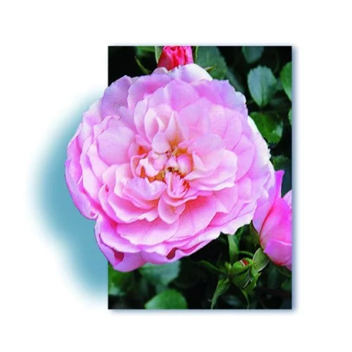 Rosier Mareva ® Noamel - Décorosiers