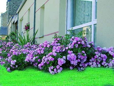 Rosier Mareva ® Noamel