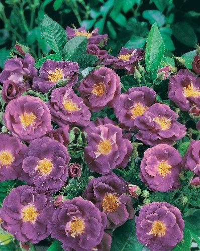 Rosier Rhapsody In Blue® Frantasia - Rosiers arbustifs