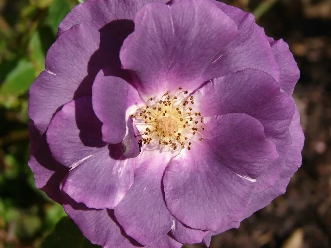 Rosier Rhapsody In Blue® Frantasia