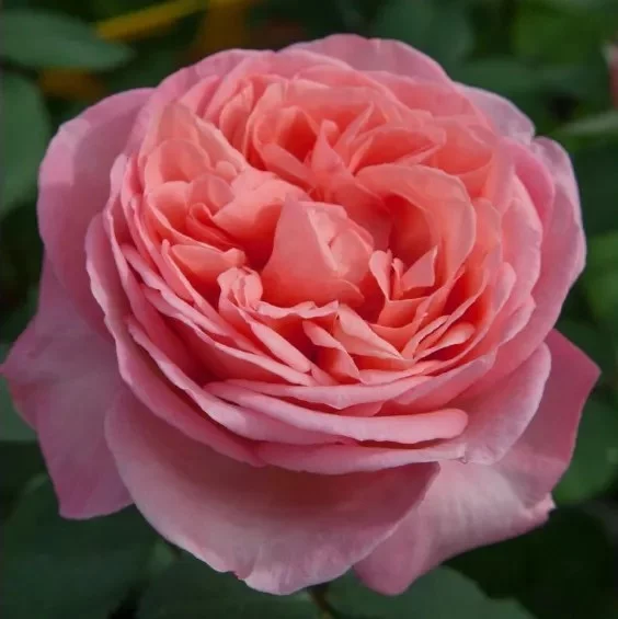 Rosier Mademoiselle MEILLAND® Meinostair
