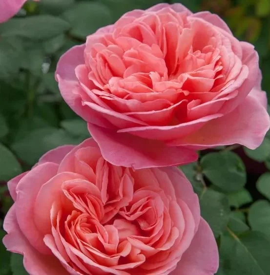 Rosier Mademoiselle MEILLAND® Meinostair - Rosiers à grandes fleurs
