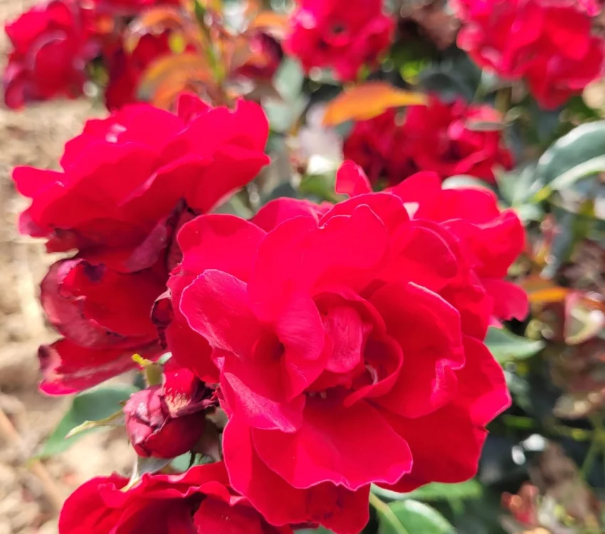 Rosier MOULIN ROUGE® II Meitraligh