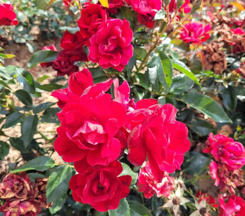 Rosier MOULIN ROUGE® II Meitraligh - Rosiers paysagers