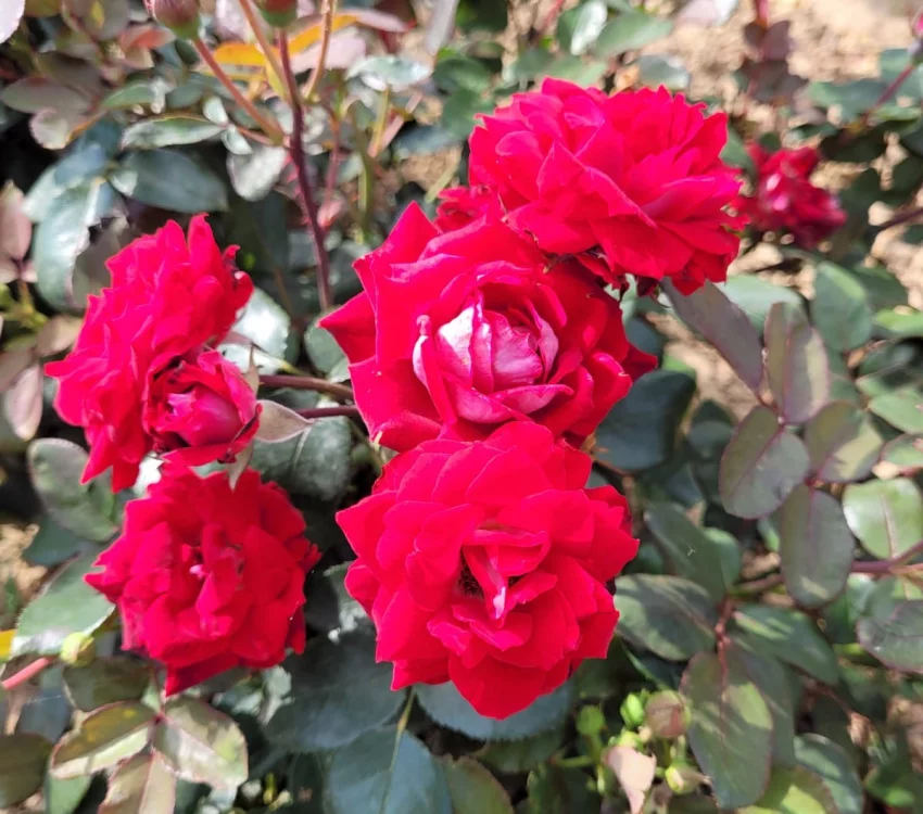 Rosier BELLE DE GRASSE® Meibelitz