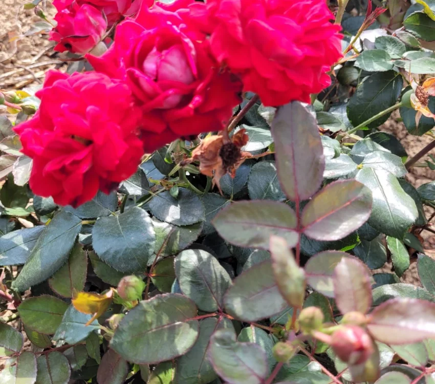 Rosier BELLE DE GRASSE® Meibelitz - Rosiers paysagers