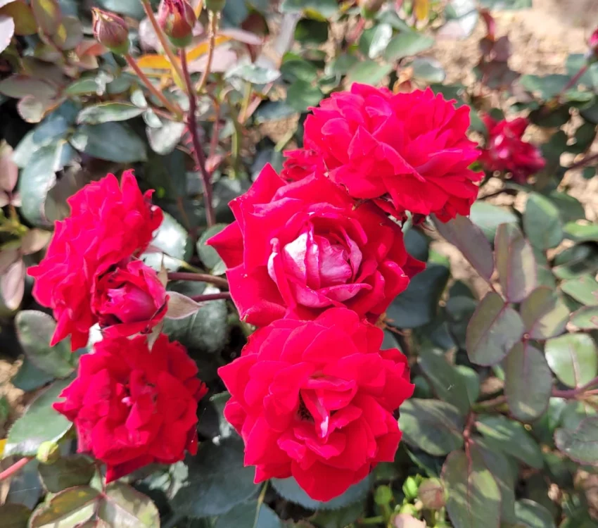 Rosier BELLE DE GRASSE® Meibelitz - Rosiers paysagers