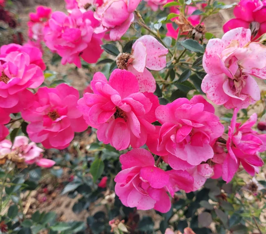 Rosier JOLIE PROVENCE® Meilegase