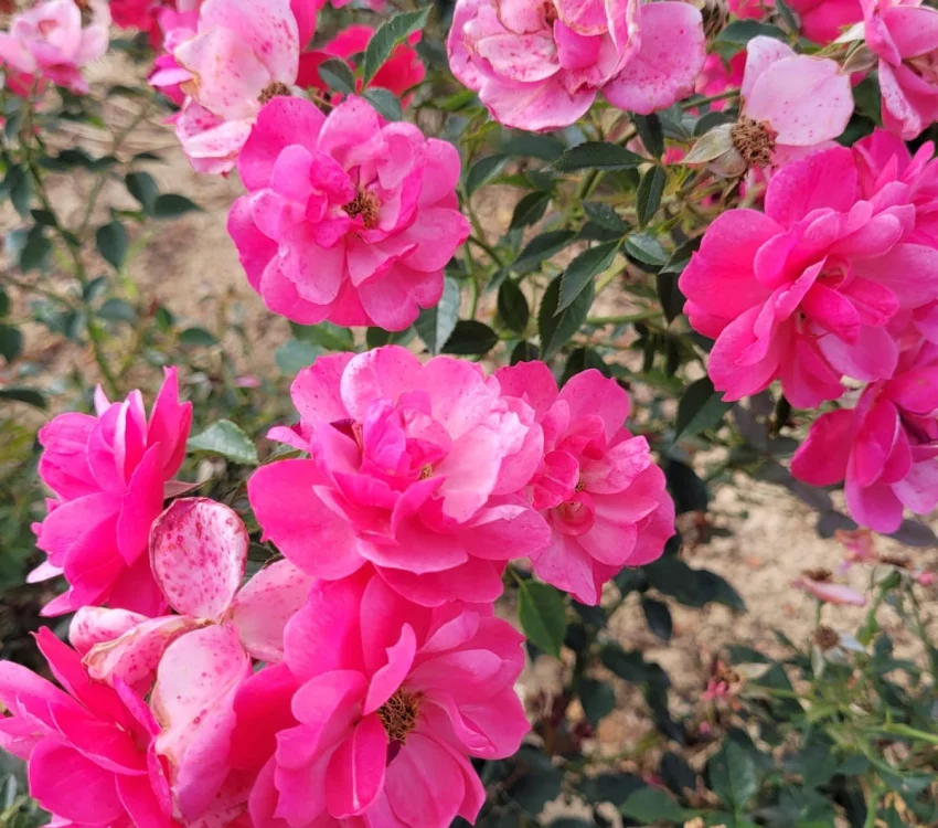 Rosier JOLIE PROVENCE® Meilegase - Rosiers paysagers