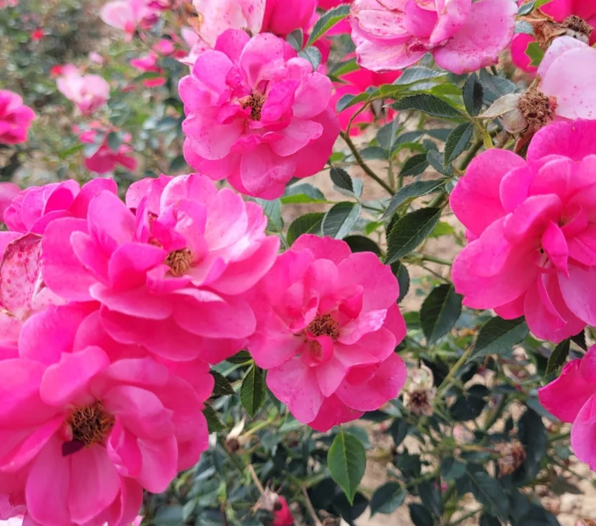 Rosier JOLIE PROVENCE® Meilegase - Rosiers paysagers