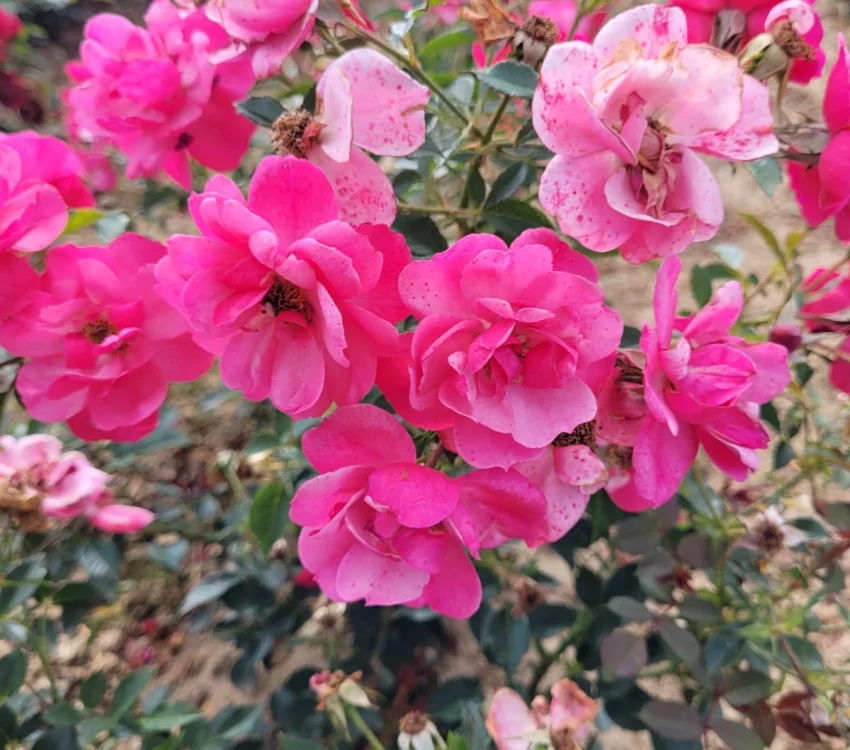 Rosier JOLIE PROVENCE® Meilegase - Rosiers paysagers