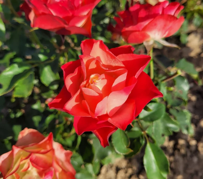 Rosier ORIGAMI® Meimozahiq - Rosiers à massifs