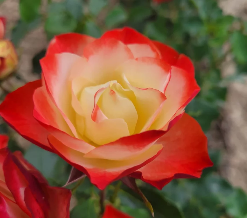 Rosier ORIGAMI® Meimozahiq