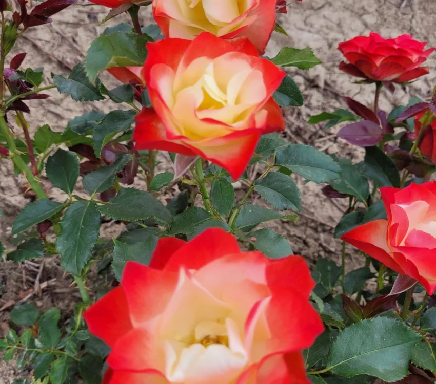 Rosier ORIGAMI® Meimozahiq - Rosiers à massifs