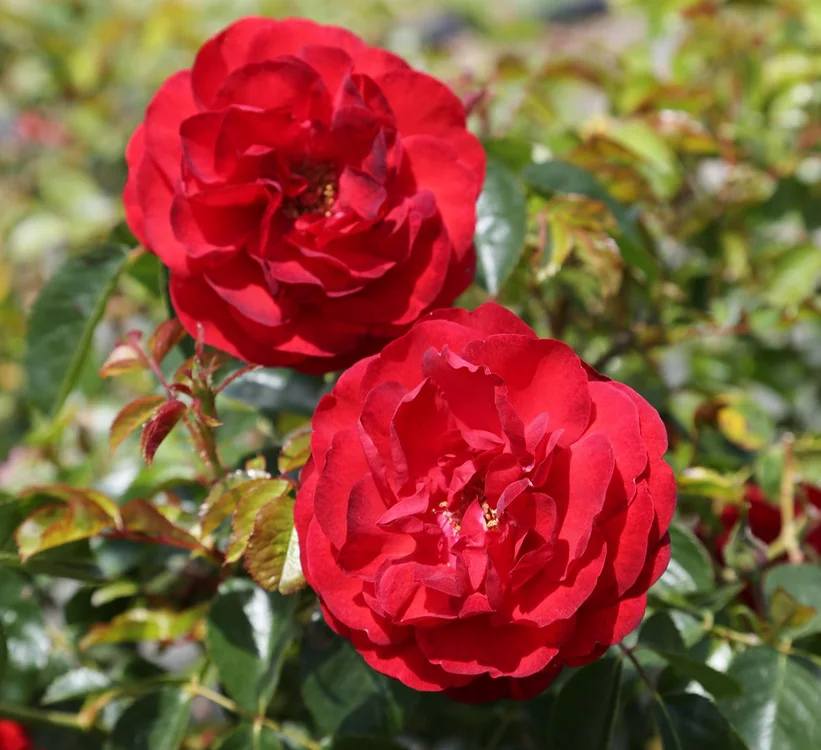 Rosier TIGE 100 cm Scarlet Bonica® Meiscarlebo - Rosiers tiges et pleureurs