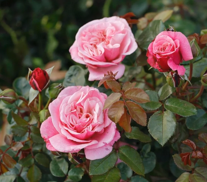 Rosier TIGE 100 cm Wildberry® - Rosiers tiges et pleureurs
