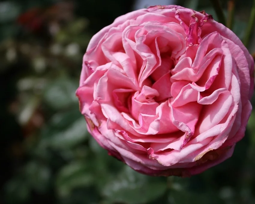 Rosier TIGE 100 cm Wildberry® - Rosiers tiges et pleureurs