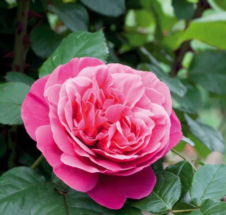 Rosier TIGE 100 cm LINE RENAUD ® Meiclusif - Rosiers tiges et pleureurs
