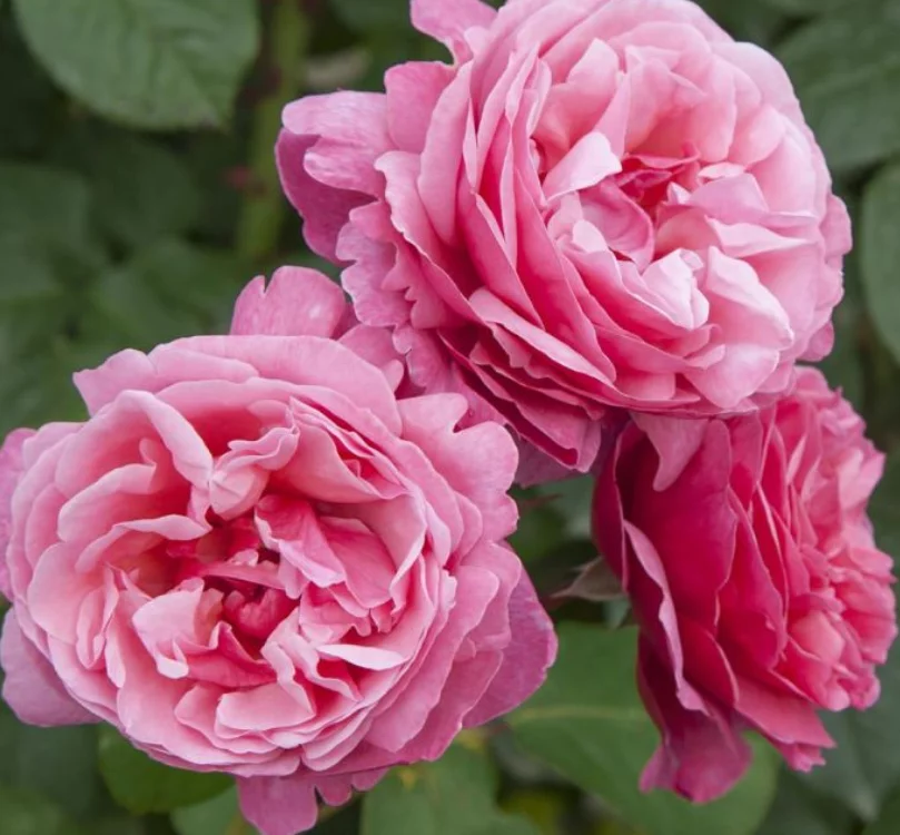 Rosier TIGE 100 cm LINE RENAUD ® Meiclusif - Rosiers tiges et pleureurs