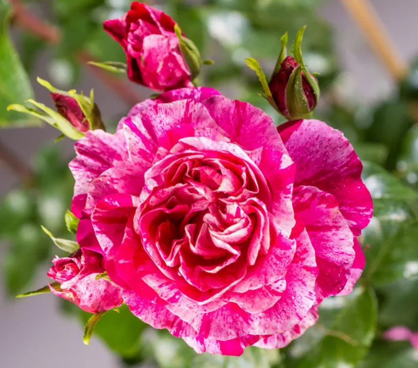 Rosier Pleureur 140 cm COLIBRI ® FARBFESTIVAL