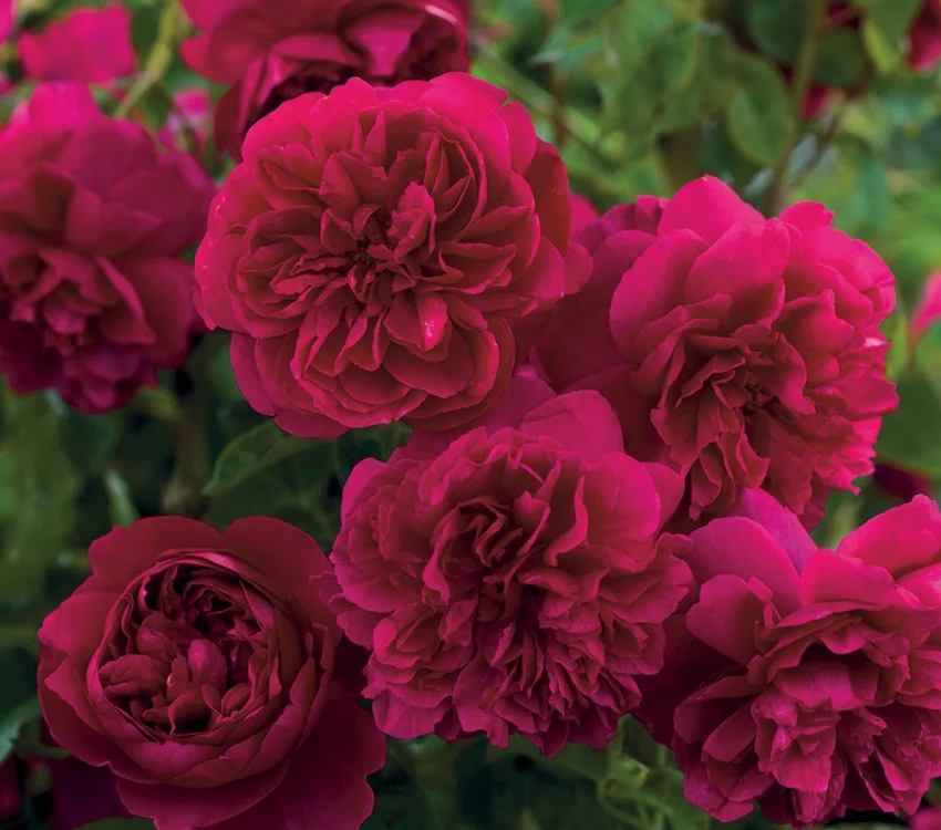 Rosier Tige 100 cm THOMAS A. BECKETT ® Auswinston - Rosiers tiges et pleureurs