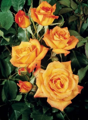 Rosier Sahara® Tanarasah