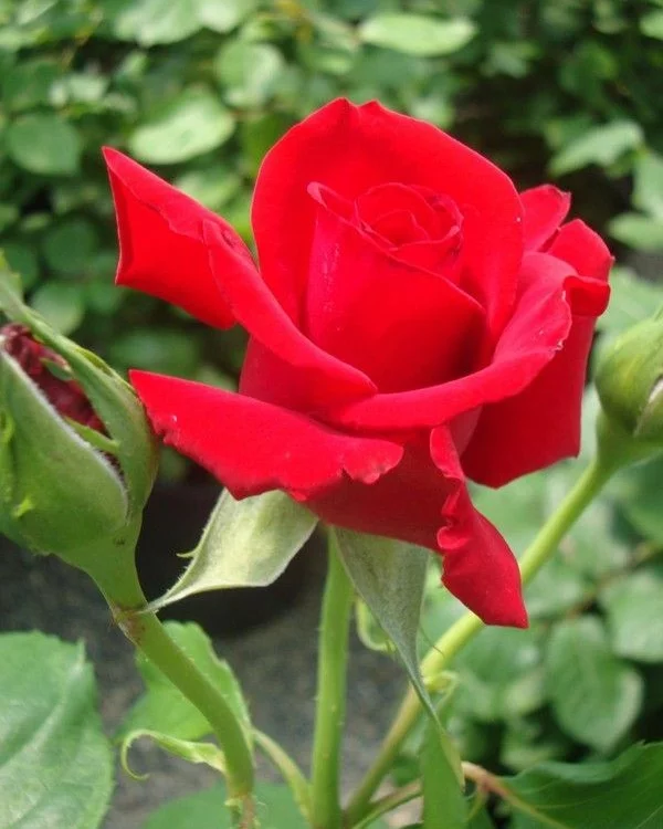 Rosier Tige 100 cm Grande Amore ® - Rosiers tiges et pleureurs