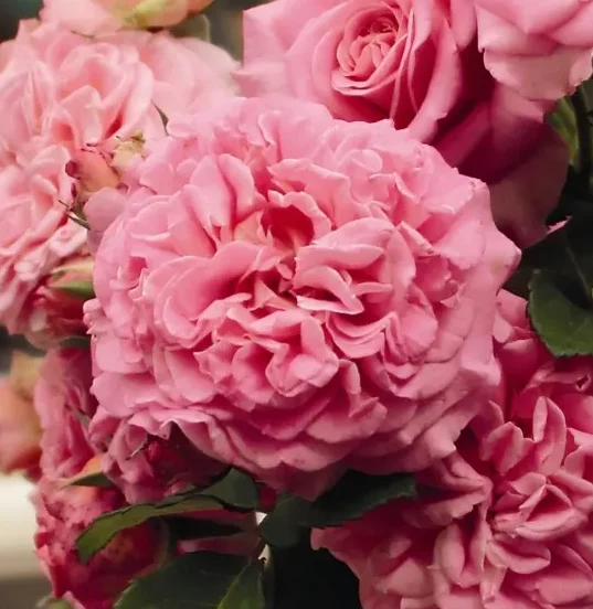 Rosier TIGE 100 cm Ashley®