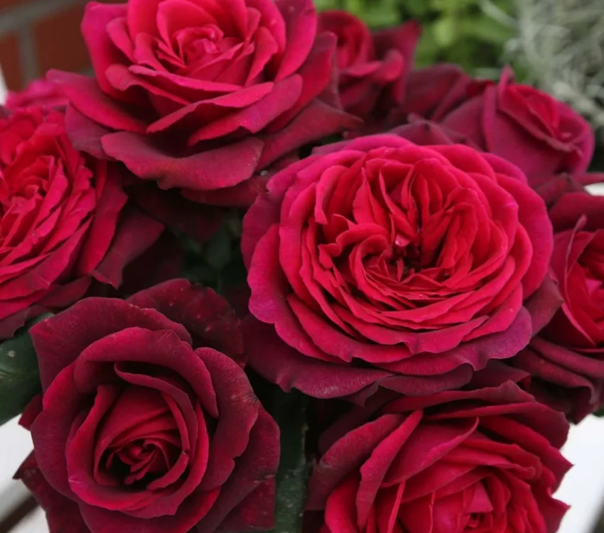 Rosier PETITE TIGE Gräfin Diana® Syn. Comtesse Diana