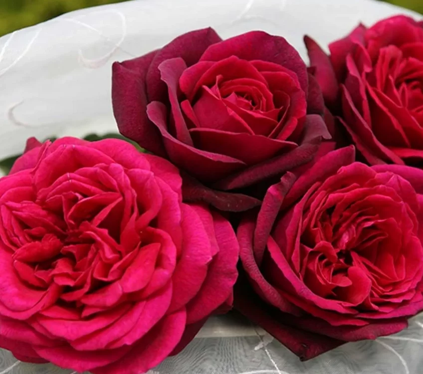 Rosier PETITE TIGE Gräfin Diana® Syn. Comtesse Diana - Rosiers tiges et pleureurs