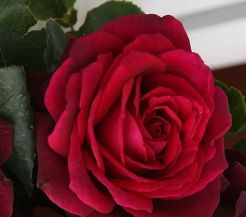 Rosier PETITE TIGE Gräfin Diana® Syn. Comtesse Diana - Rosiers tiges et pleureurs