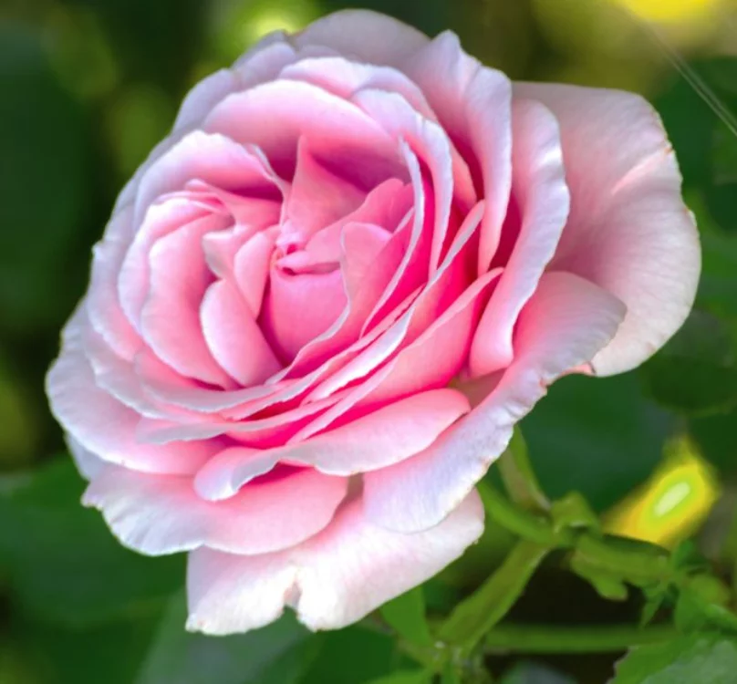 Rosier TIGE 100 cm FREDERIC MISTRAL® Meitebros - Rosiers tiges et pleureurs