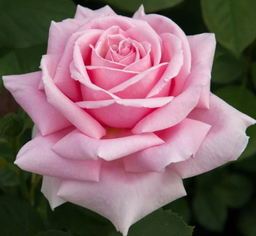 Rosier TIGE 100 cm FREDERIC MISTRAL® Meitebros - Rosiers tiges et pleureurs