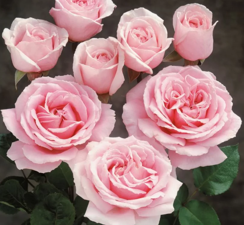 Rosier TIGE 100 cm FREDERIC MISTRAL® Meitebros - Rosiers tiges et pleureurs