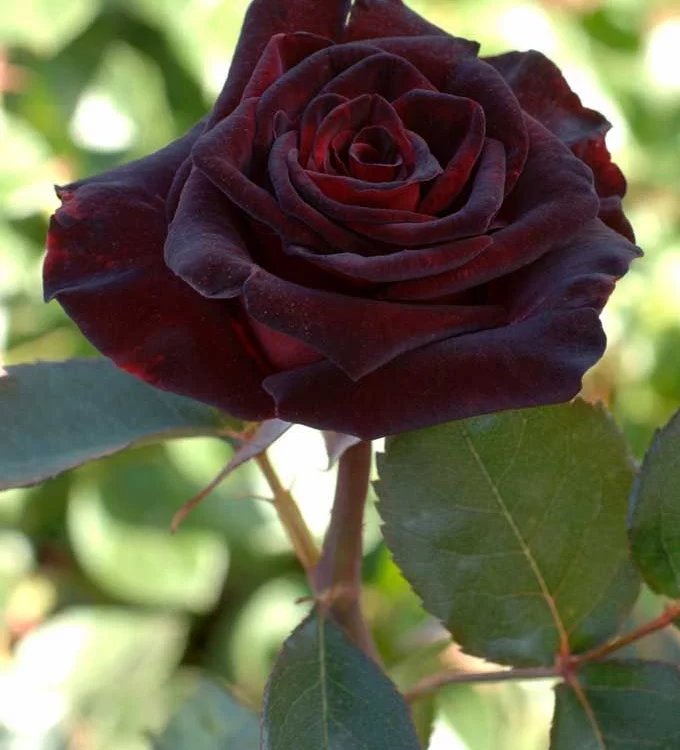 Rosier Black Baccara® Meidebenne - Rosiers à grandes fleurs