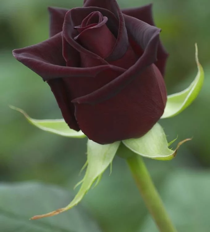 Rosier Black Baccara® Meidebenne - Rosiers à grandes fleurs