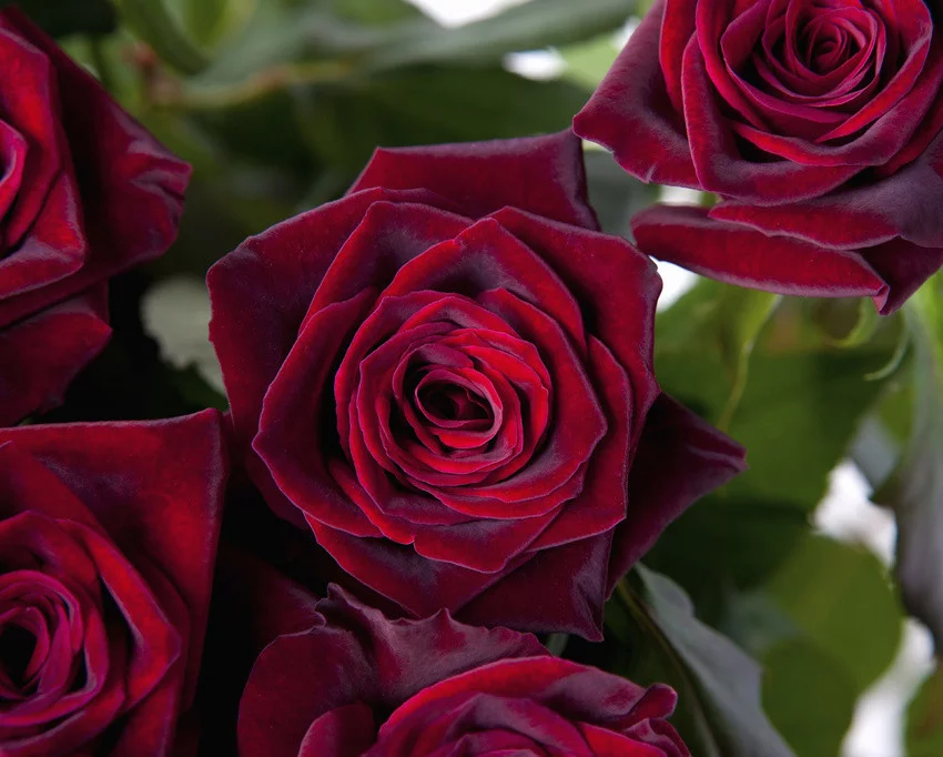Rosier Black Baccara® Meidebenne - Rosiers à grandes fleurs
