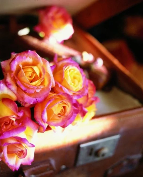 Rosier ORIENTAL PEACE® Baipeace