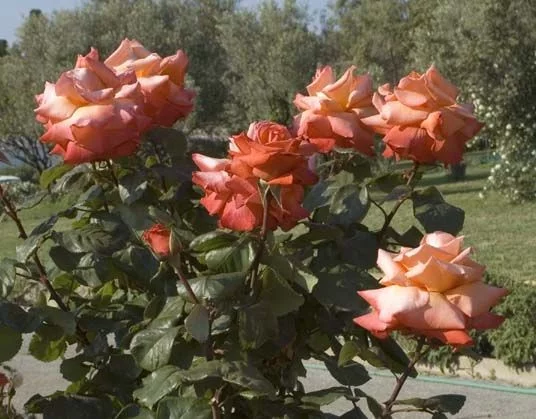Rosier CHRISTOPHE COLOMB® Meironssesar - Rosiers grimpants