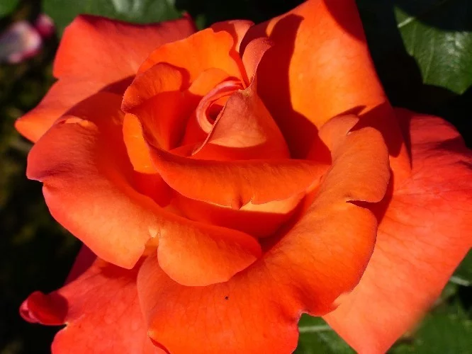 Rosier CHRISTOPHE COLOMB® Meironssesar