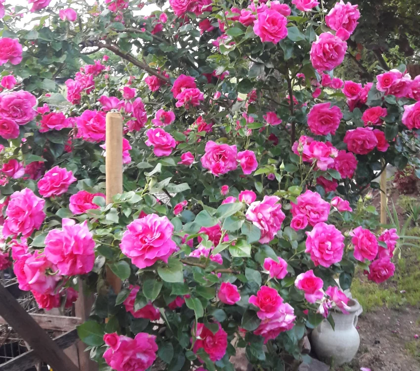 Rosier MANOU MEILLAND CLG ® Metu Limonsar - Rosiers grimpants