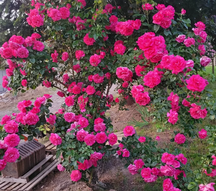 Rosier MANOU MEILLAND CLG ® Metu Limonsar - Rosiers grimpants