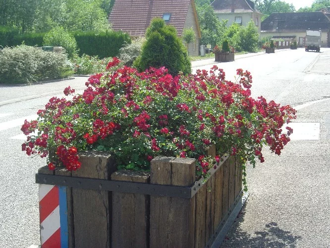 Rosier VESUVIA ® Noare - Décorosiers