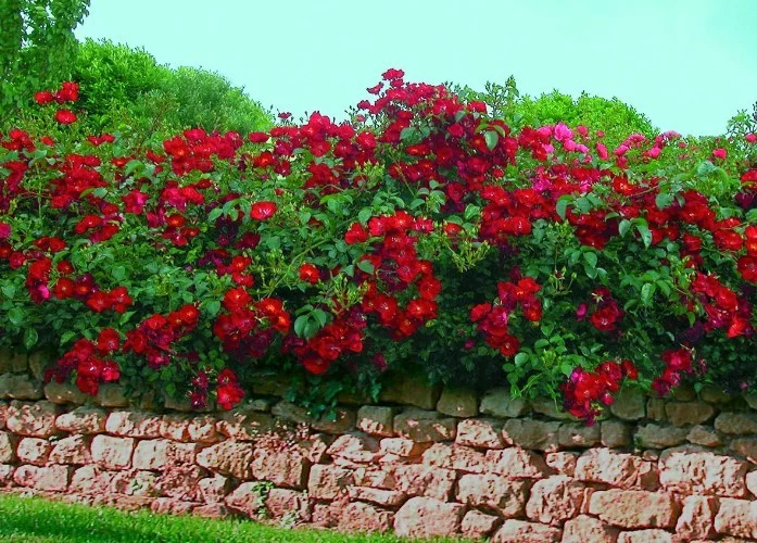 Rosier VESUVIA ® Noare - Décorosiers