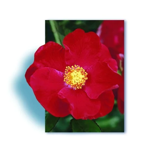 Rosier VESUVIA ® Noare