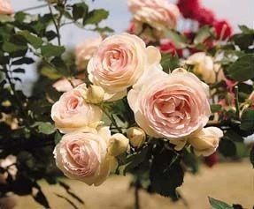 Rosier PIERRE DE RONSARD  ® Meiviolin - Rosiers grimpants