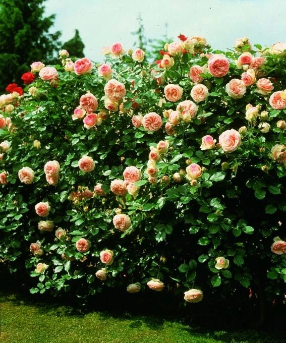 Rosier PIERRE DE RONSARD  ® Meiviolin - Rosiers grimpants