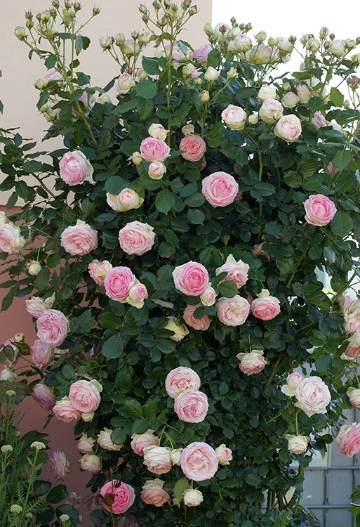 Rosier PIERRE DE RONSARD  ® Meiviolin