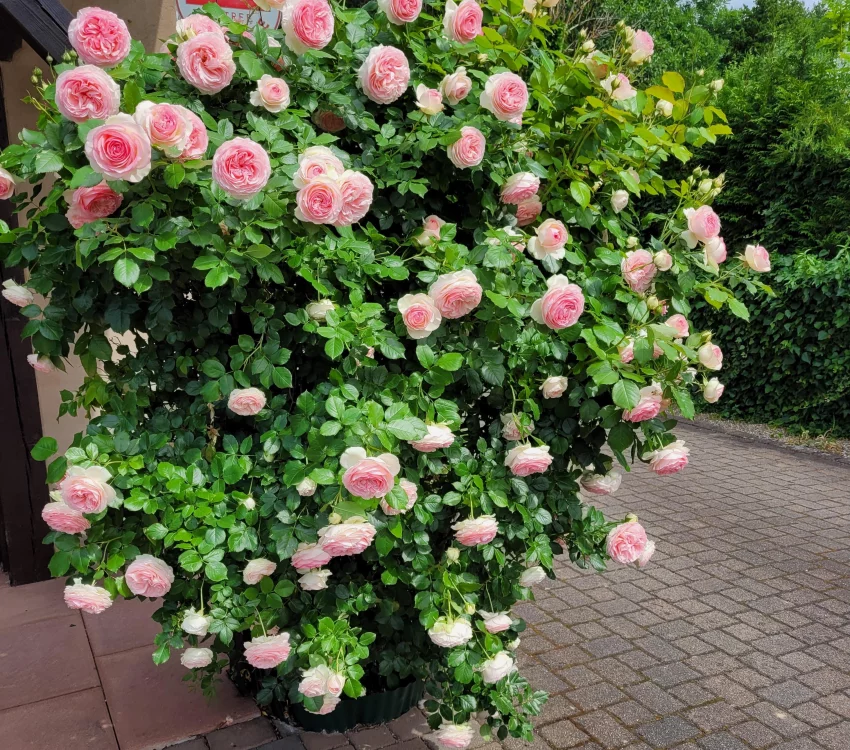 Rosier PIERRE DE RONSARD  ® Meiviolin - Rosiers grimpants
