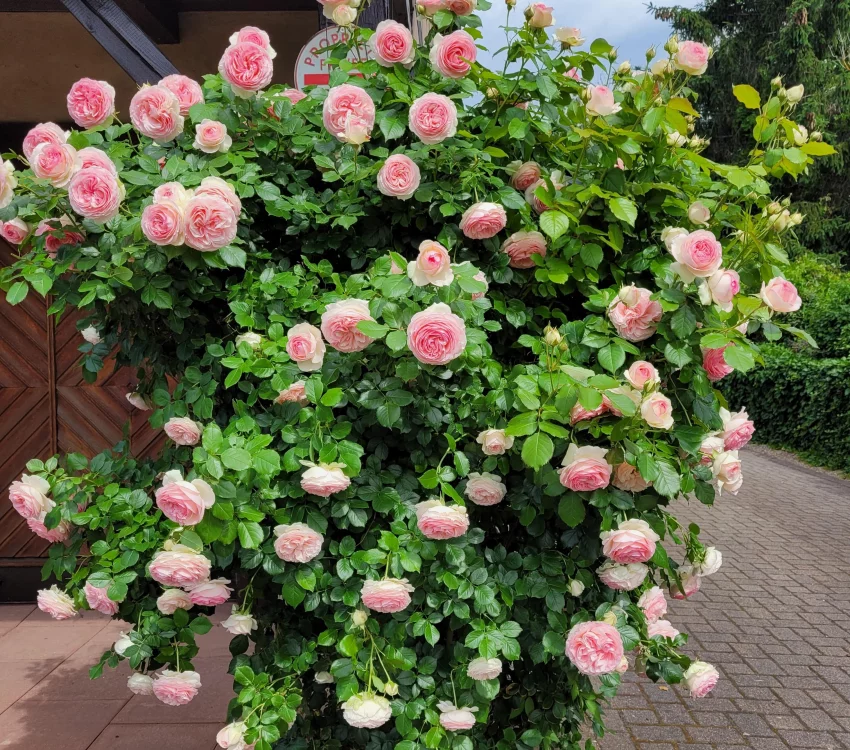 Rosier PIERRE DE RONSARD  ® Meiviolin - Rosiers grimpants